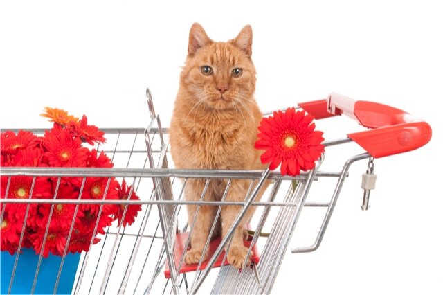 Portrait of a looking ginger cat sitting in a shopping cart with red African daisies.jpg