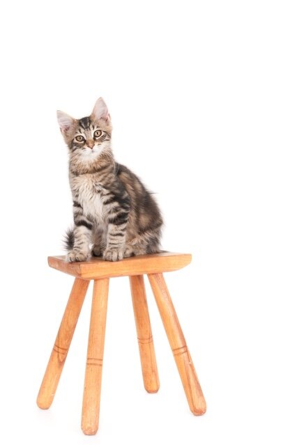 Long-haired kitten sitting on stool, looking at camera. isolated on white (1 of 1).jpg