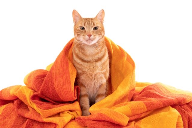Jibini ginger cat with an orange yellow cloth.jpg