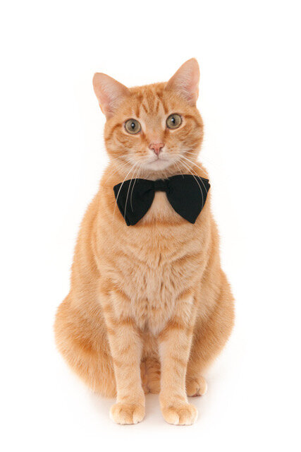 Ginger cat with black bow tie isolated on white (1 of 1).jpeg