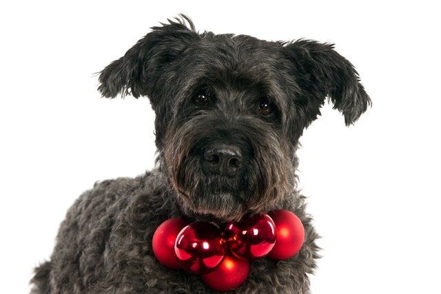 Portrait of a dark grey bouvier with red Christmas balls, white background (1 of 1).jpeg
