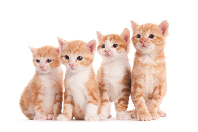 Four ginger white kittens in a row (1 of 1).jpeg
