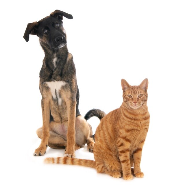 Ginger cat and crossbreed dog together on white, both sitting and looking at camera. (1x1).jpg