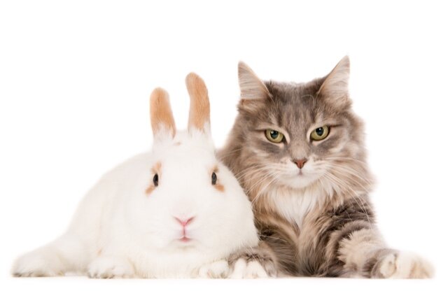Rabbit and cat posing together. White background.jpg