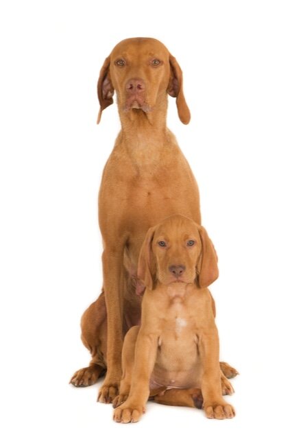 Female Magyar Vizsla dog with one of her puppies (1 of 1).jpg