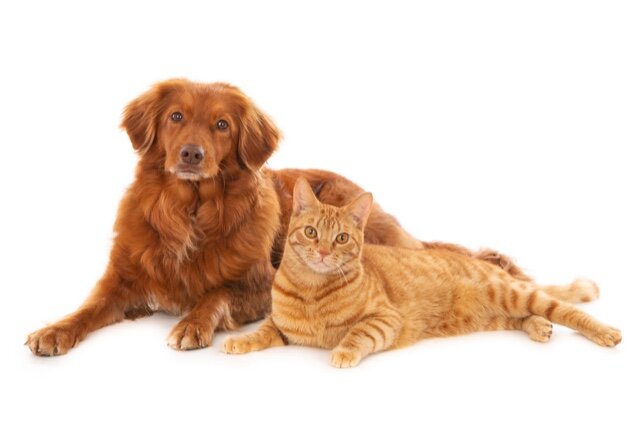 Nova scotia duck tolling retriever dog together with looking ginger cat. Both looking at camera. Isolated on white-2.jpg