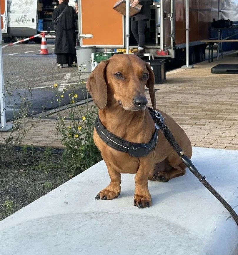 Koos voor de camera