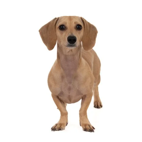kh-40444-Millie