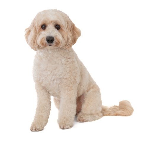 mh-40451-Bella