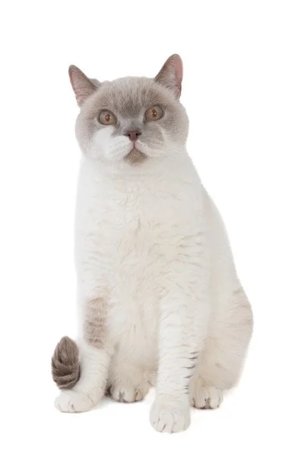 kat-40448-Henkie