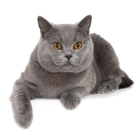 kat-40454-Smokey