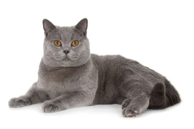 kat-40454-Smokey