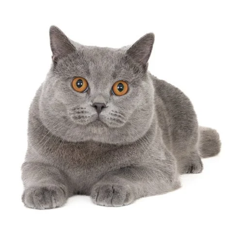 kat-40454-Smokey
