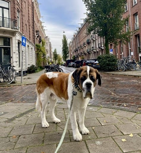 Bob in Amsterdam