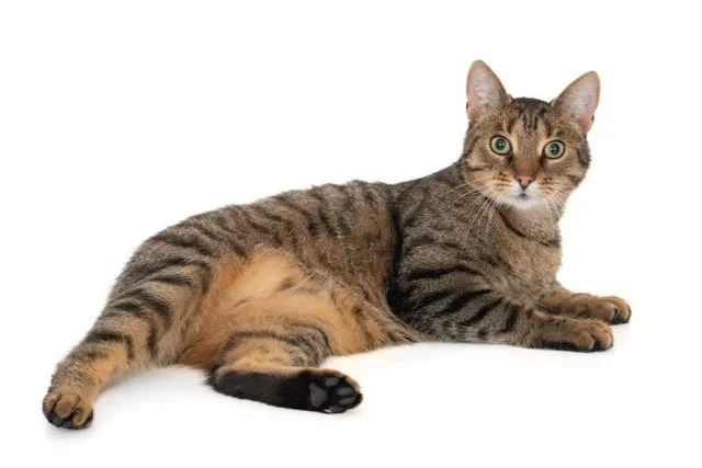 kat-40453-Smokey