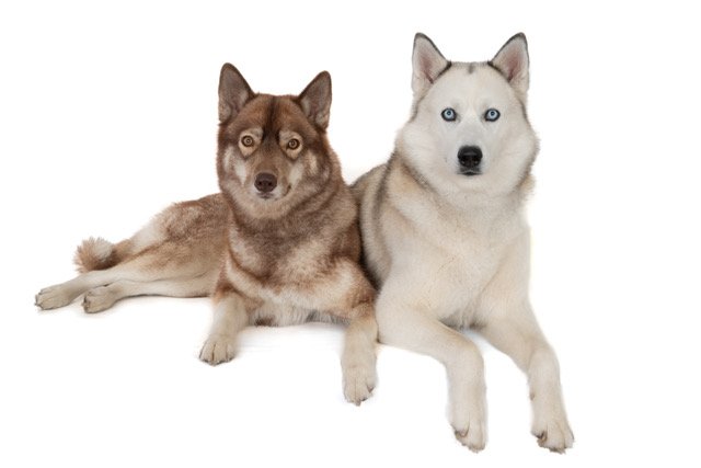 gh-40455-Yuki en Koyo