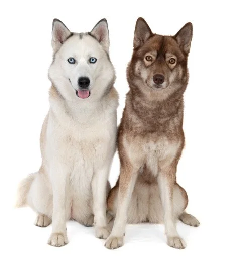 gh-40455-Yuki en Koyo