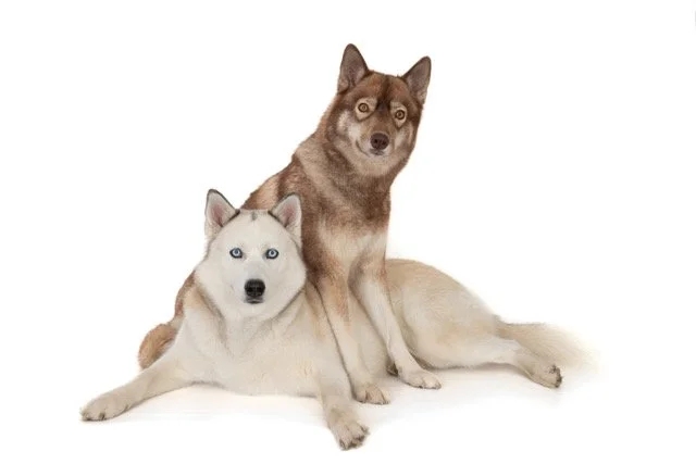 gh-40455-Yuki en Koyo