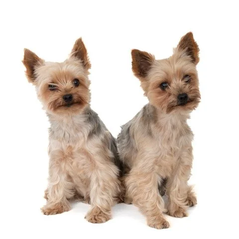 kh-40456-Tristan en Iseultje