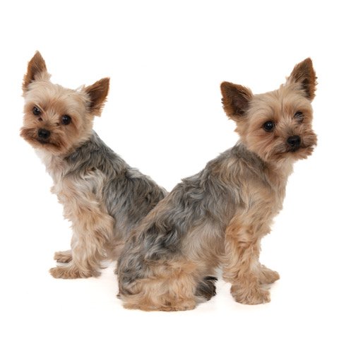 kh-40456-Tristan en Iseultje