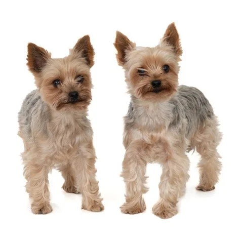 kh-40456-Tristan en Iseultje