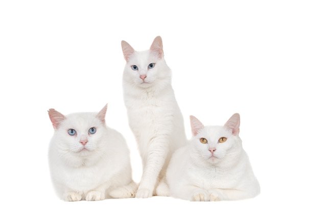 kat-40459-Osha, Oringo en Otazu