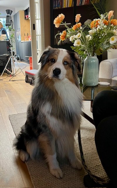 Dexter model voor hondenvoer