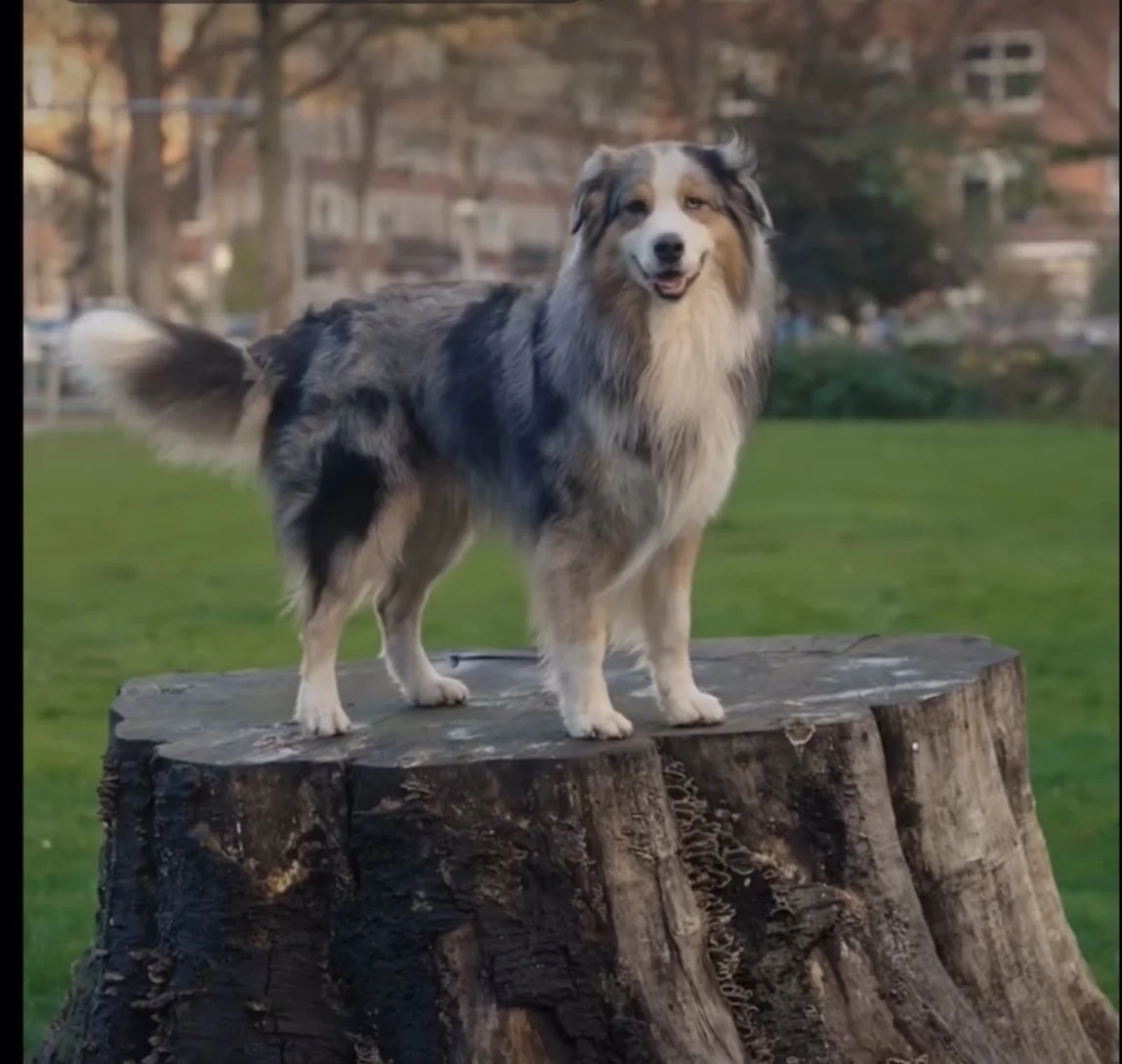 Dexter model voor 'Just Russel'