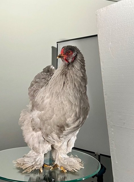 Eerste fotoshoot voor Brama