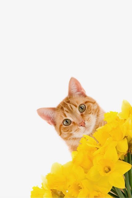 Castingdag nieuwe dieren 10 april