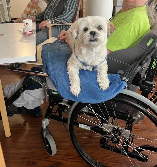 Knuffelconcert in Amsterdam