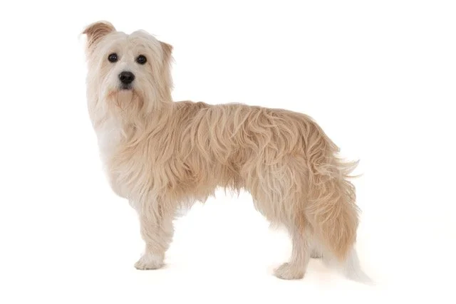 kh-40464-Ollie