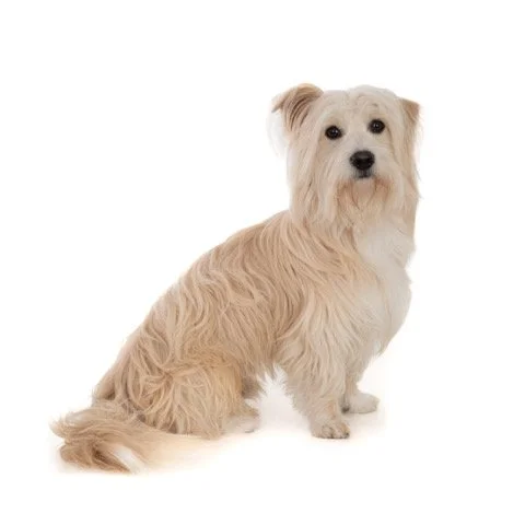 kh-40464-Ollie