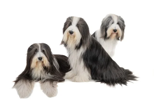 gh-40474-Bearded Collie