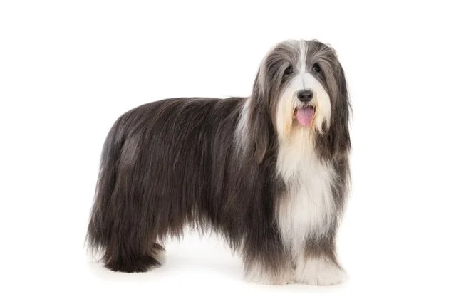 gh-40474-Bearded Collie