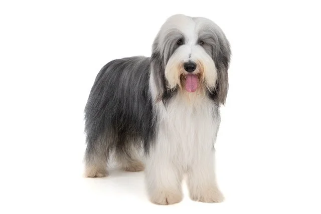 gh-40474-Bearded Collie
