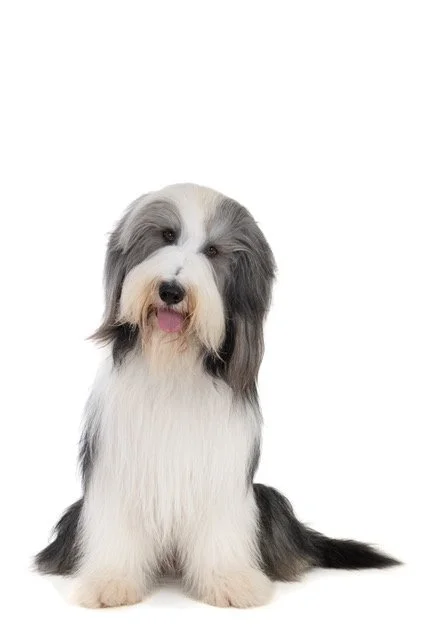 gh-40474 & 40475-Bearded Collies-8.jpeg