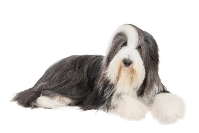 gh-40474-Bearded Collie