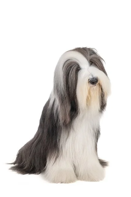 gh-40474-Bearded Collie