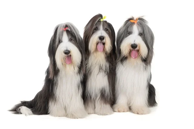 gh-40474-Bearded Collie