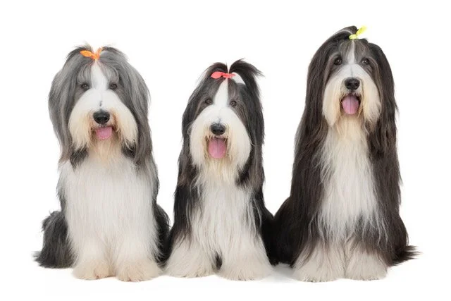 gh-40474 & 40475-Bearded Collies-3.jpeg