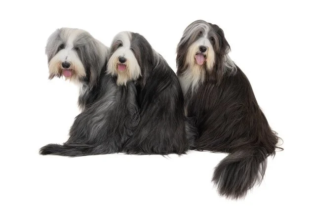 gh-40474-Bearded Collie