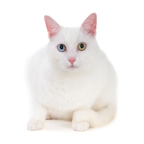 kat-40472-Joepie