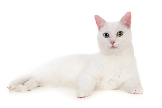 kat-40472-Joepie