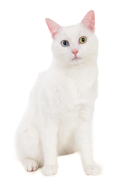 kat-40472-Joepie