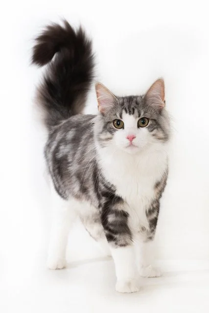 kat-40469-Coco