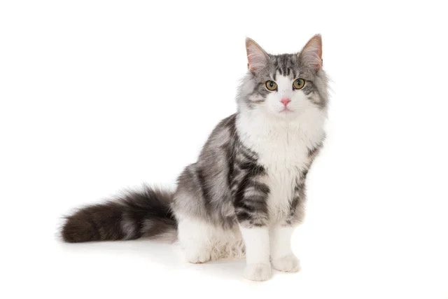 kat-40469-Coco