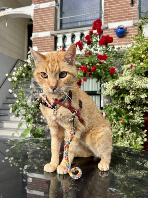 Keuze tussen 6 getrainde katten.....