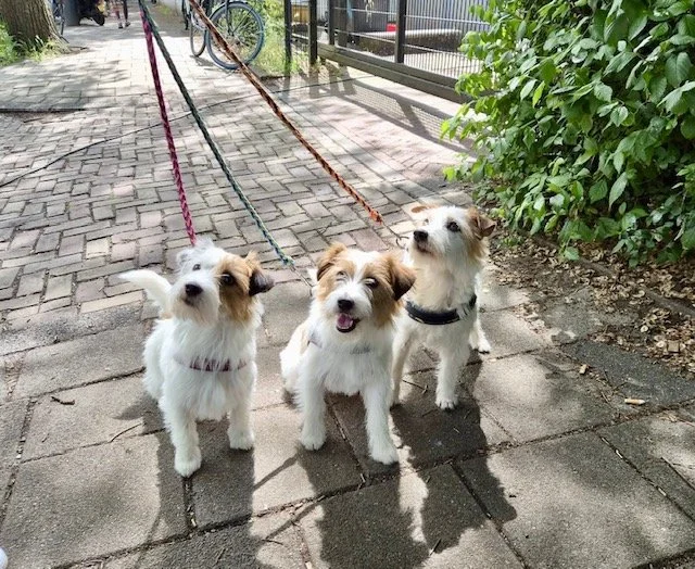 Nika, Jiza en Yoa in Amsterdam