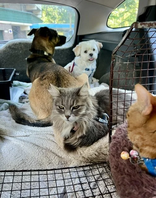 Knuffelconcert met 6 katten en 2 honden